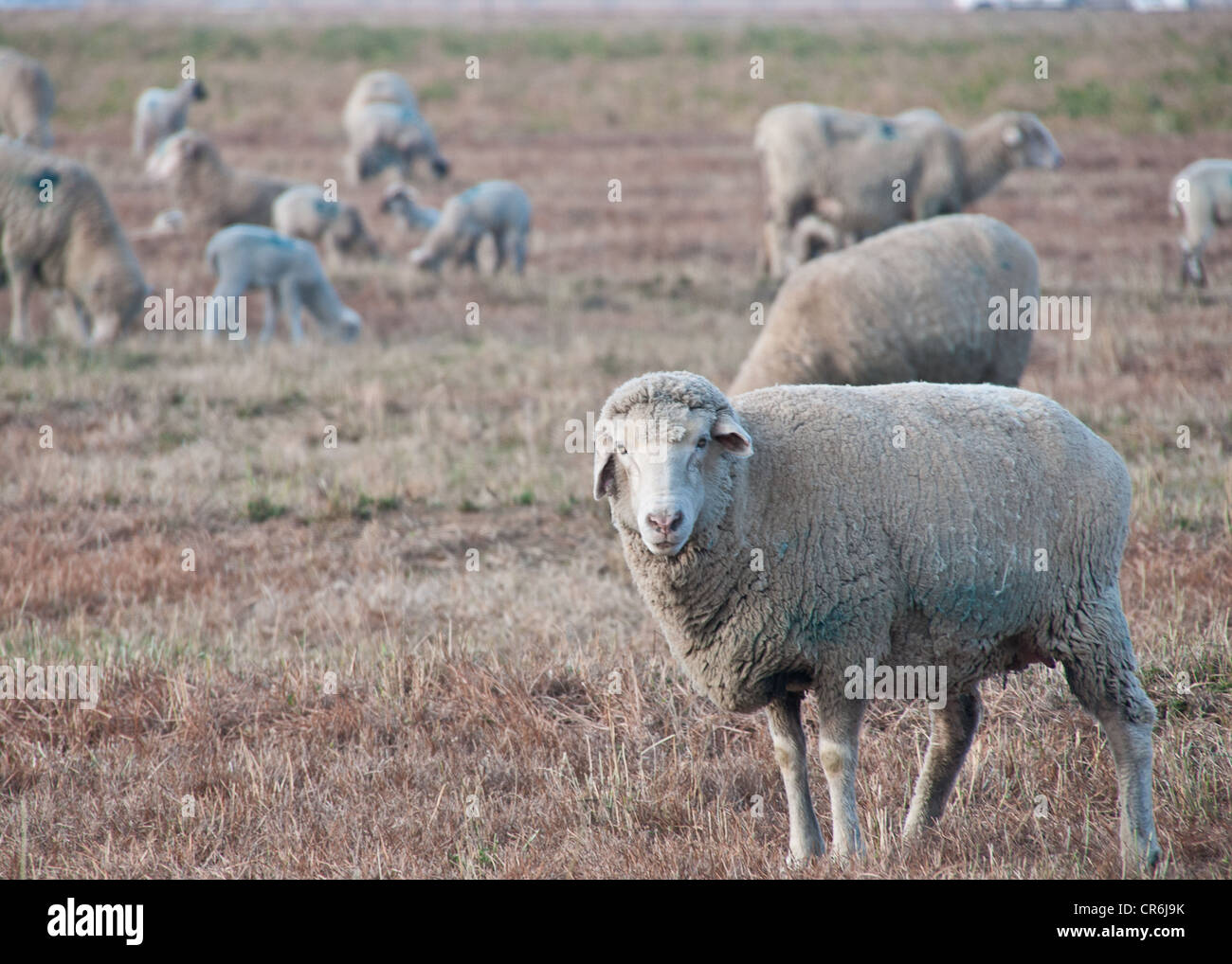 One sheep looks into the camera with flock in background Stock Photo ...