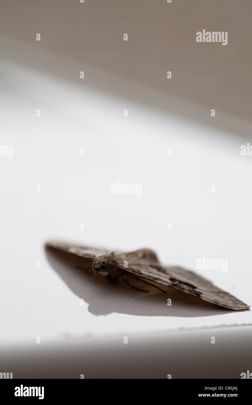 Silver Ground Carpet Moth (Xanthorhoe Montana) lying flat on semi-reflective surface Stock Photo