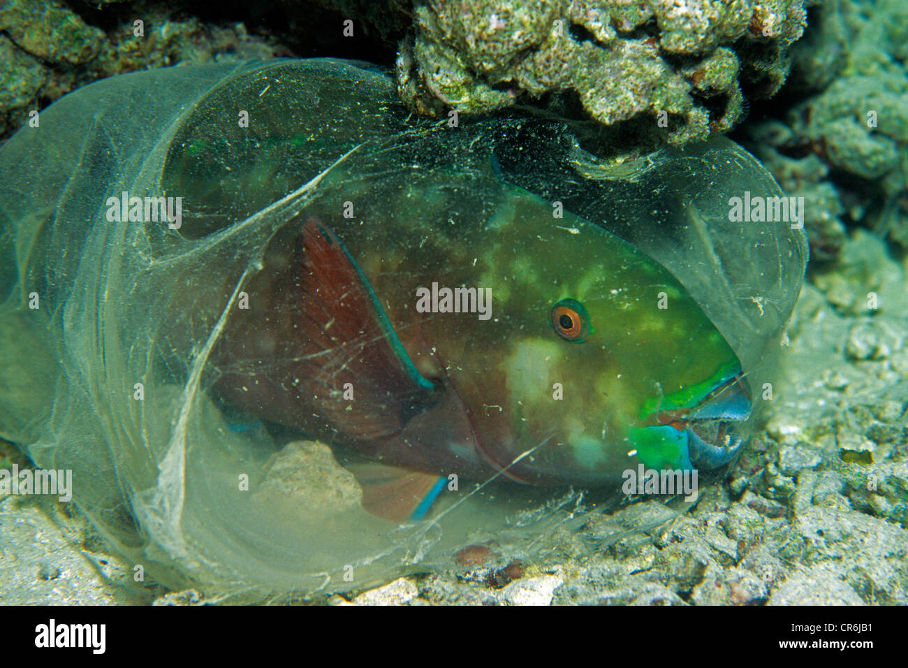 Mucus Fish High Resolution Stock Photography and Images Alamy