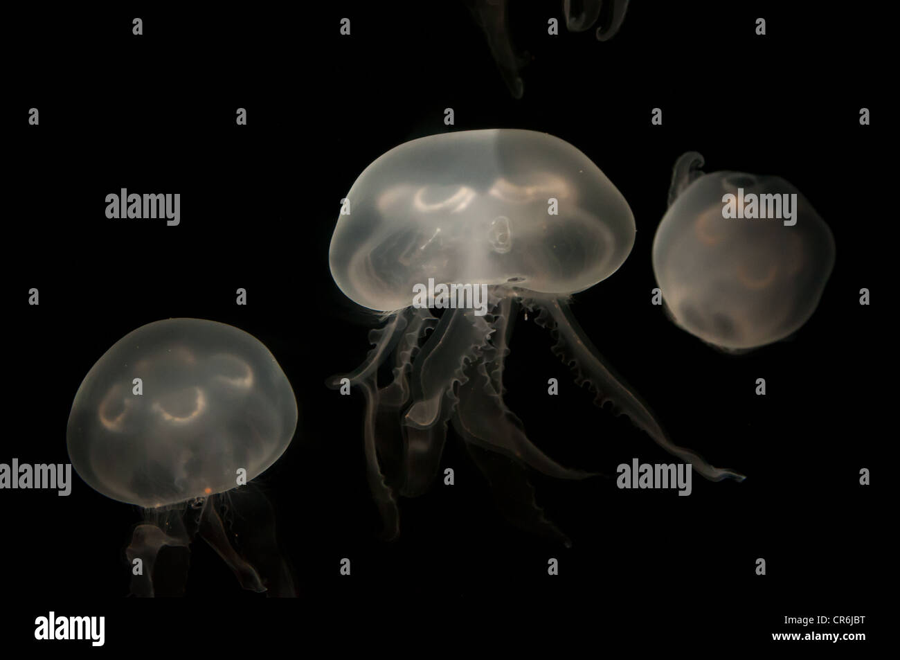 three moon jelly fish under black light Stock Photo