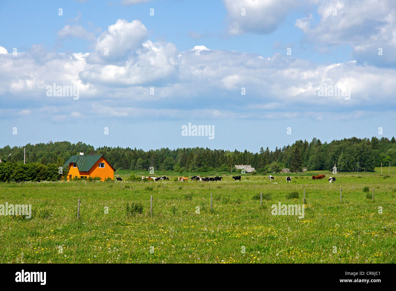Cows grazing in a green pasture on sustainable small scale farm Stock ...