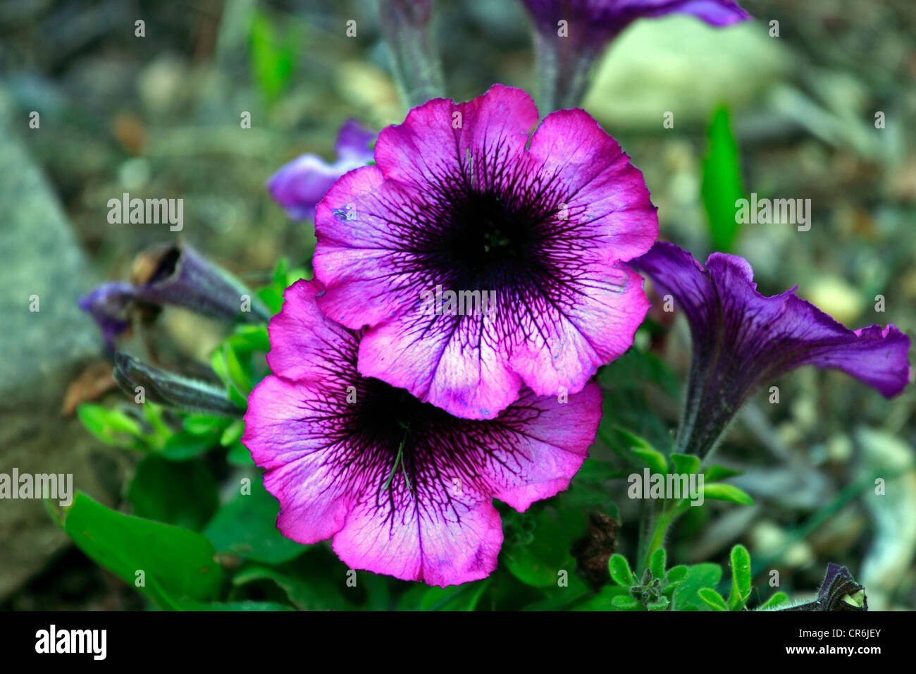 Garden flowers Long island NY Stock Photo Alamy