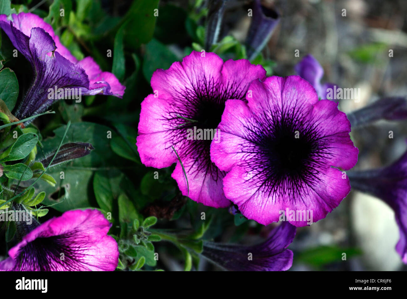 Garden flowers Long Island NY Stock Photo Alamy