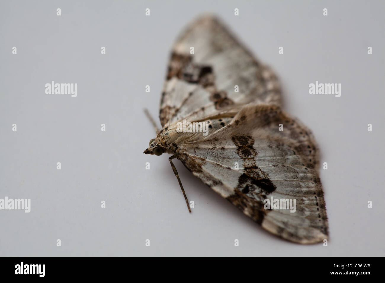 Silver Ground Carpet Moth (Xanthorhoe Montana) resting. Shallow Depth of Field Macro. Stock Photo