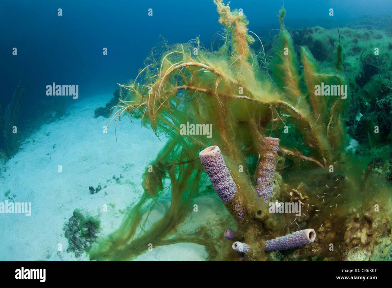 Coral And Seaweed High Resolution Stock Photography and Images Alamy