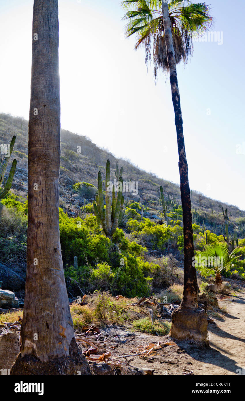 Backlit palms and cacti on beach in Baja Mexico near "Todos Santos