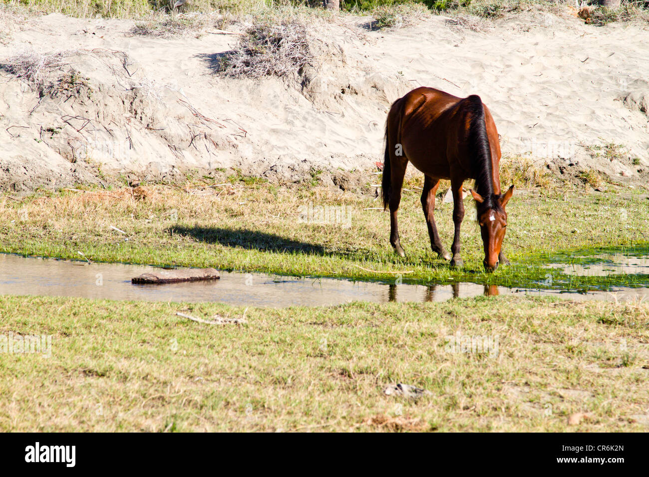 Wild horse grazing in marshland in Baja Mexico near 'Todos Santos' Stock Photo