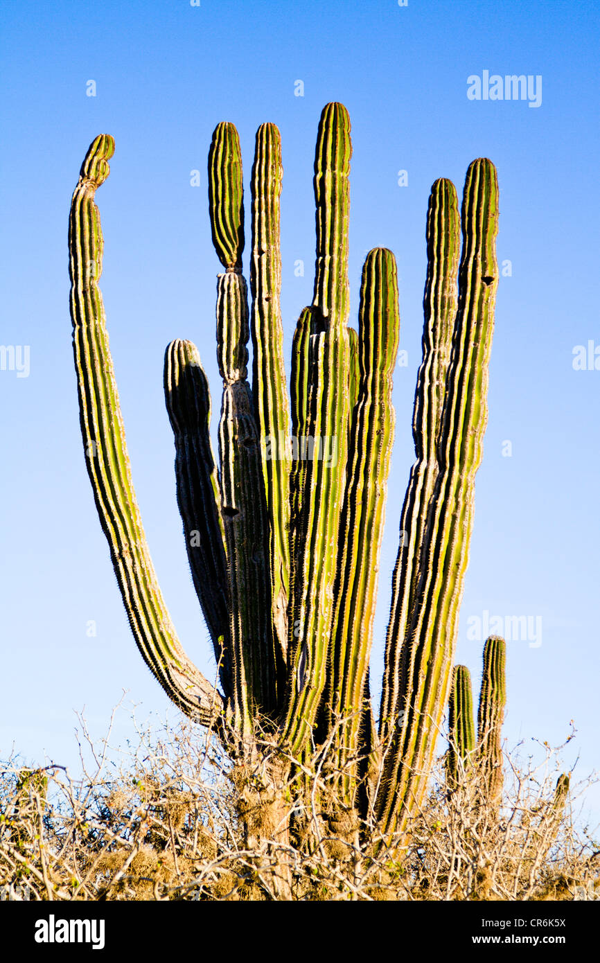 Cardón cactus in Baja Mexico Stock Photo