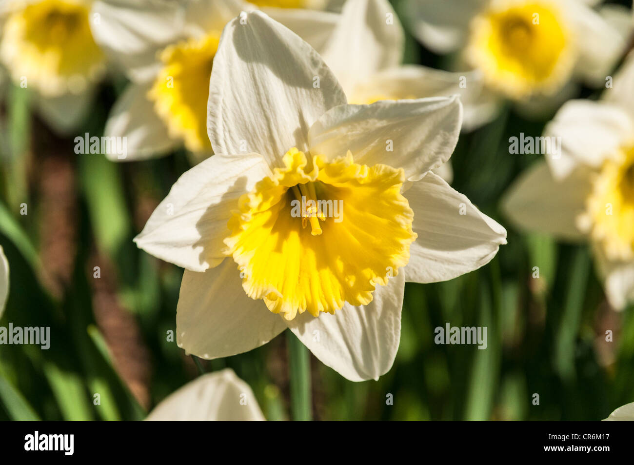 Daffodils in Greenbank Gardens Clarkston East Renfrewshire Scotland Stock Photo
