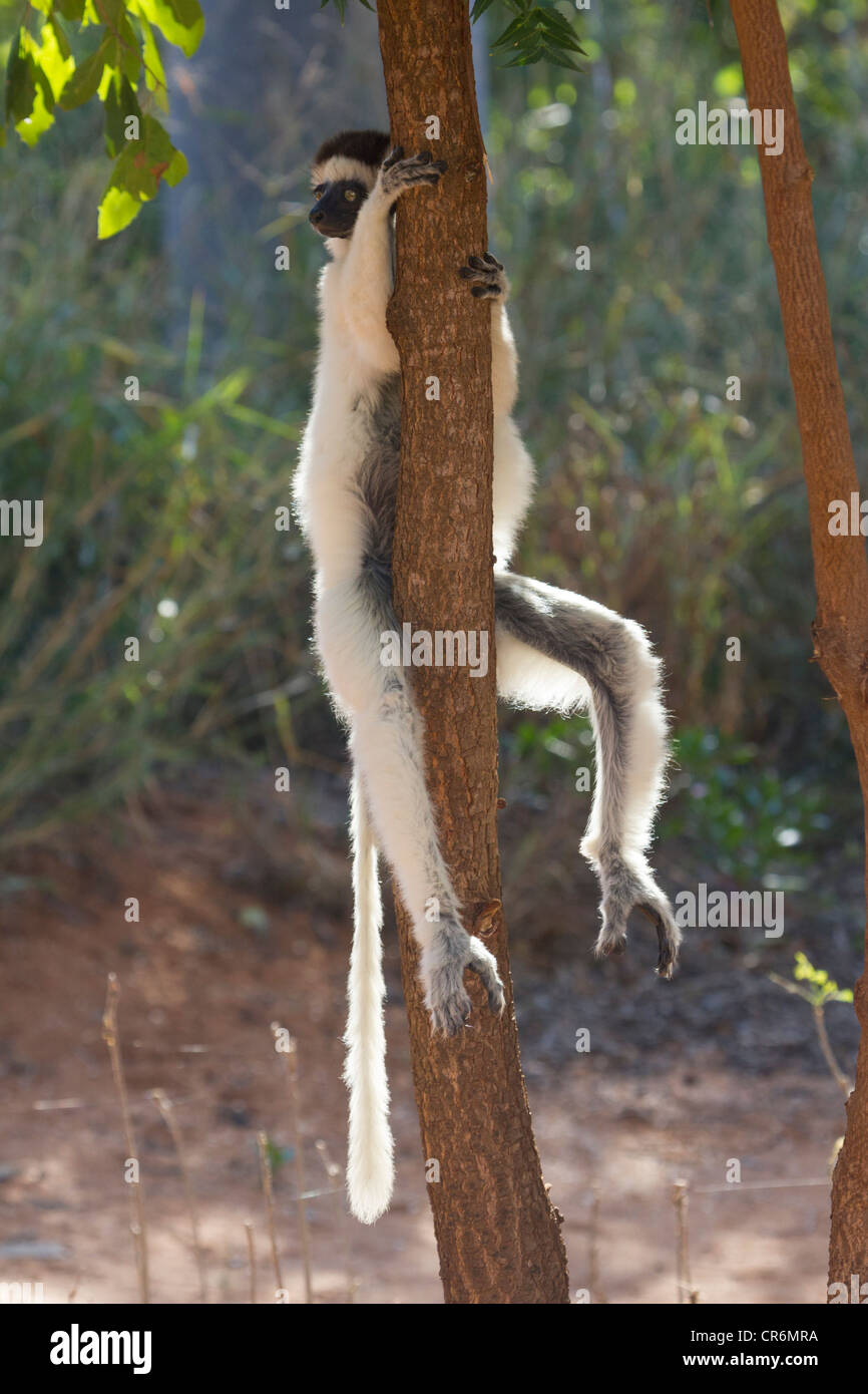 Verreaux's sifaka hanging in tree, Berenty Reserve, Madagascar Stock Photo