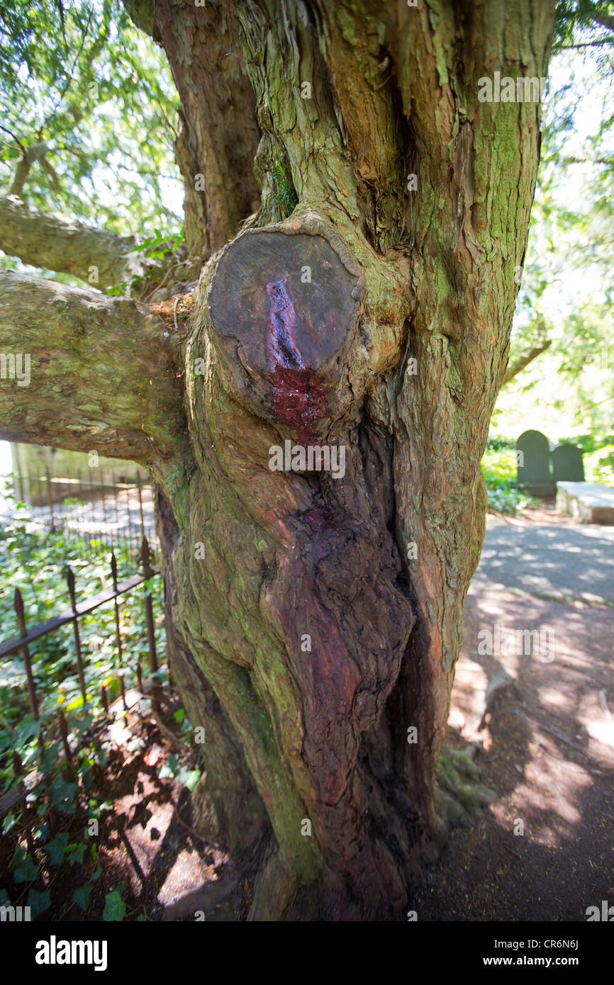 Yew tree sap High Resolution Stock Photography and Images Alamy