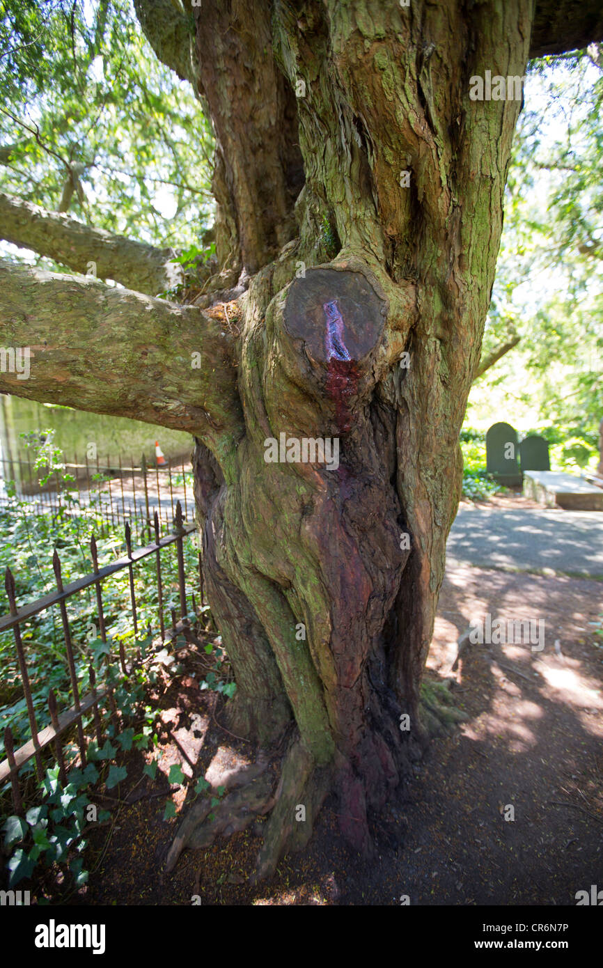 Bleeding sap hires stock photography and images Alamy