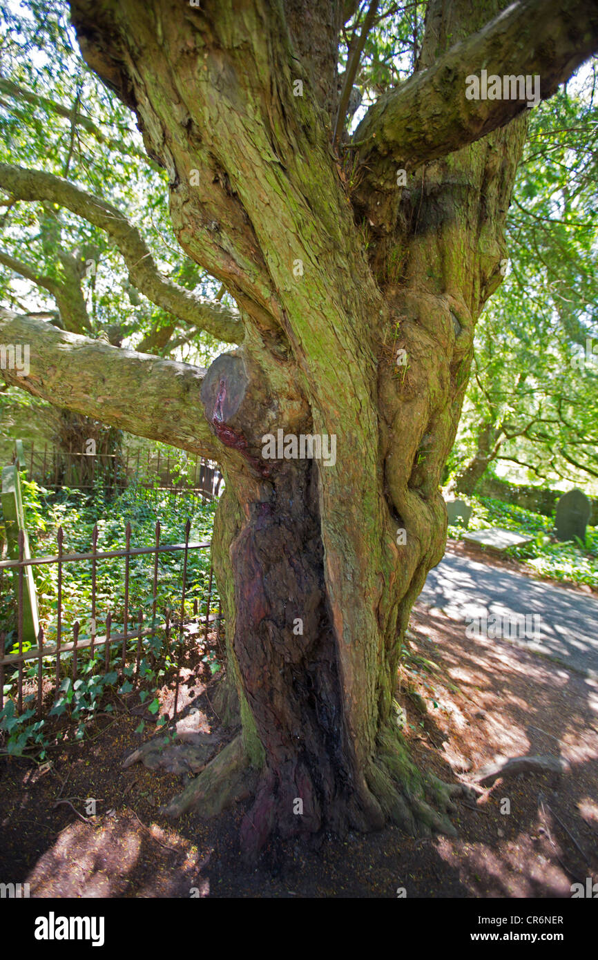 Bleeding yew tree in Nevern churchyard. Pembrokeshire Wales UK 120064