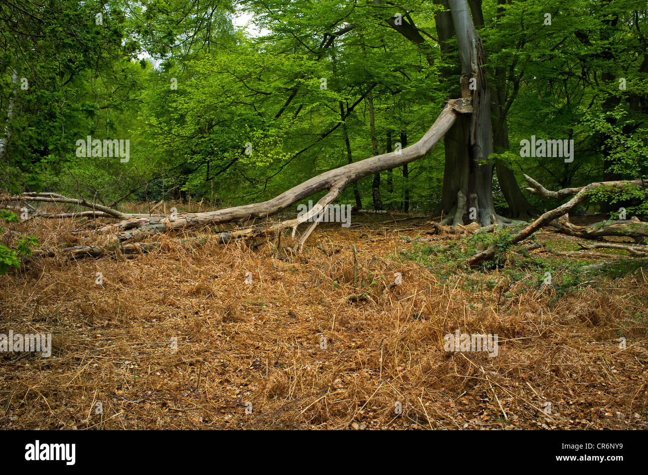 A tree in High Beech Epping Forest Stock Photo