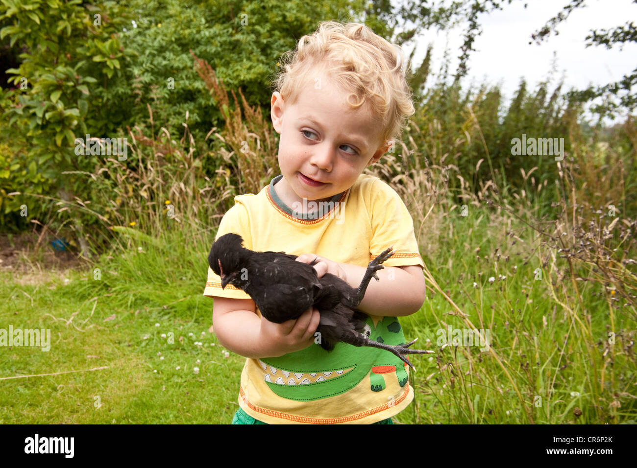 Young boy two years old, holding a pet chicken, Hampshire, England