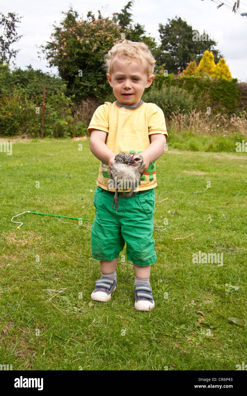 Young boy two years old, holding a pet chicken, Hampshire, England