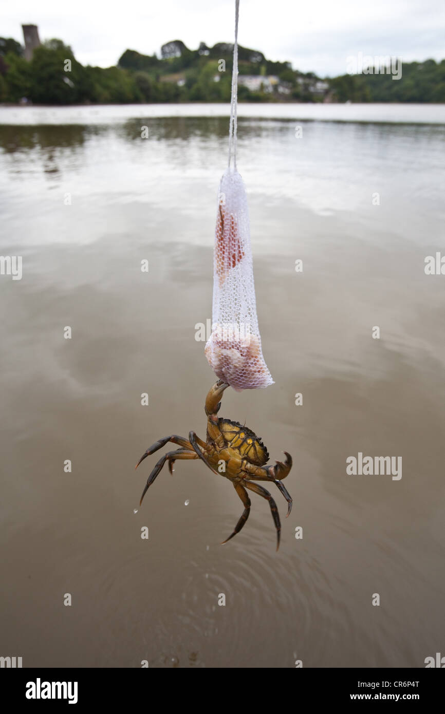 Crab fishing river hi-res stock photography and images - Alamy