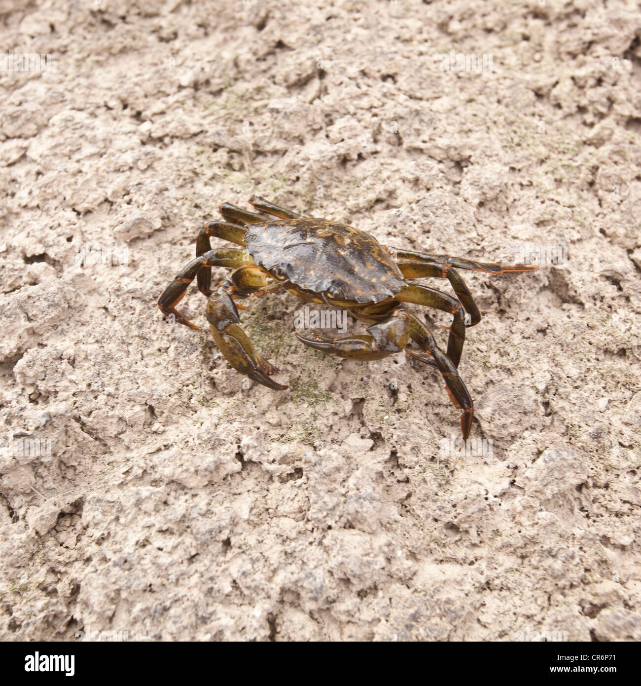 Common shore crab, Devon , England, United Kingdom. Stock Photo