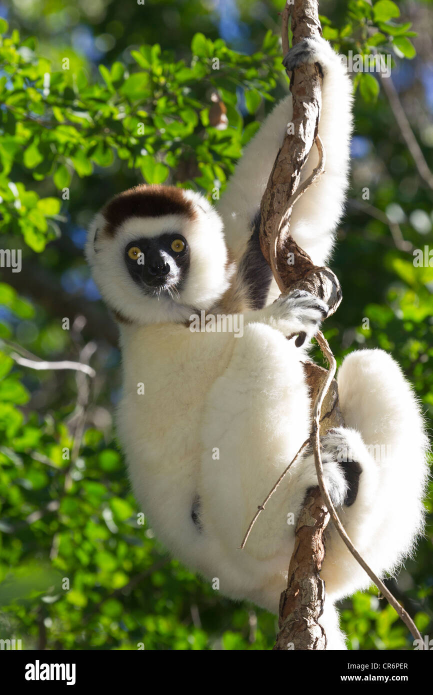 Verreaux's sifaka hanging from vine, Berenty Reserve, Madagascar Stock Photo