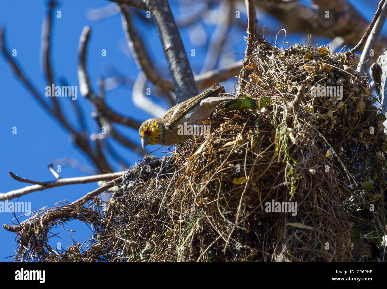 Weaver bird, Berenty, Madagascar Stock Photo