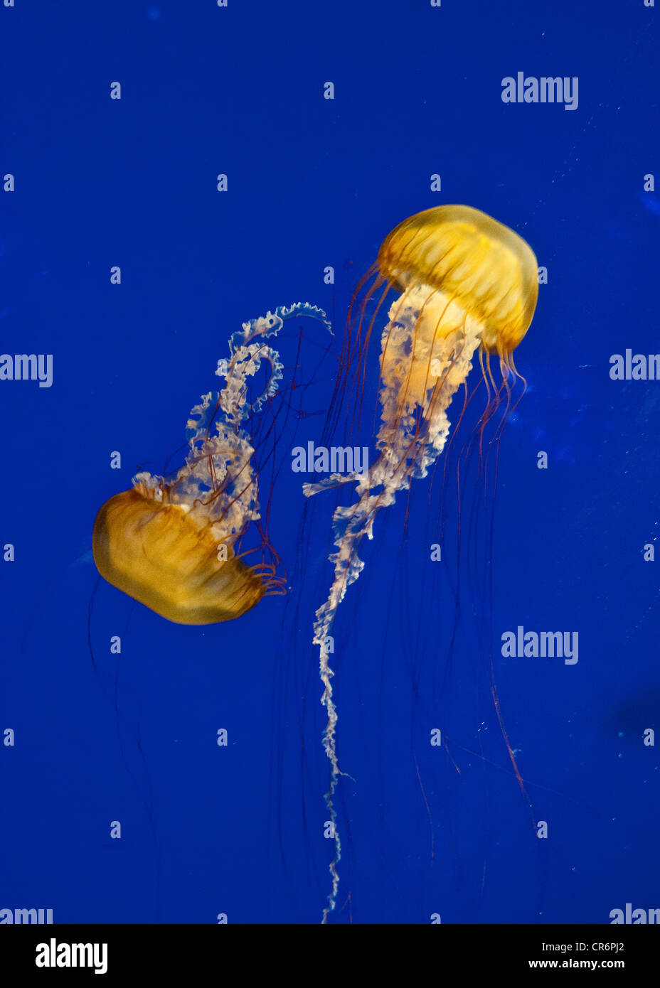 two pacific sea nettle jellyfish swim by each other . Black light ti show body structure Stock Photo