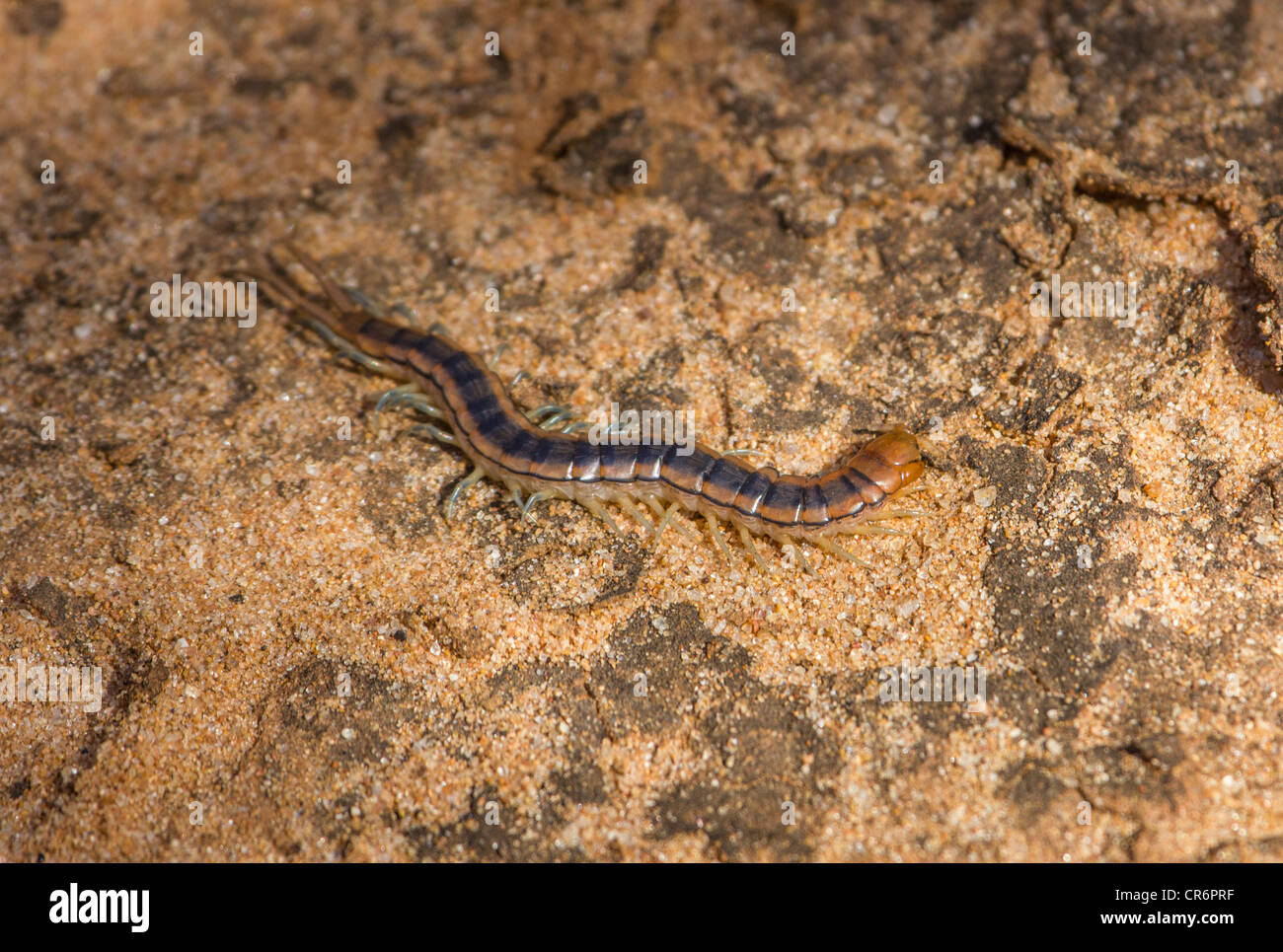millipede, Berenty, Madagascar Stock Photo