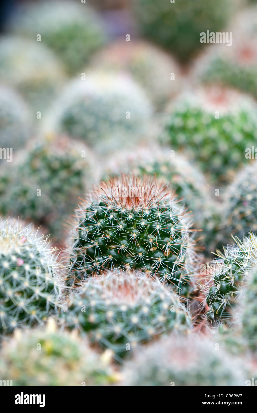 cactus spiky succulent green plants with spines Stock Photo Alamy