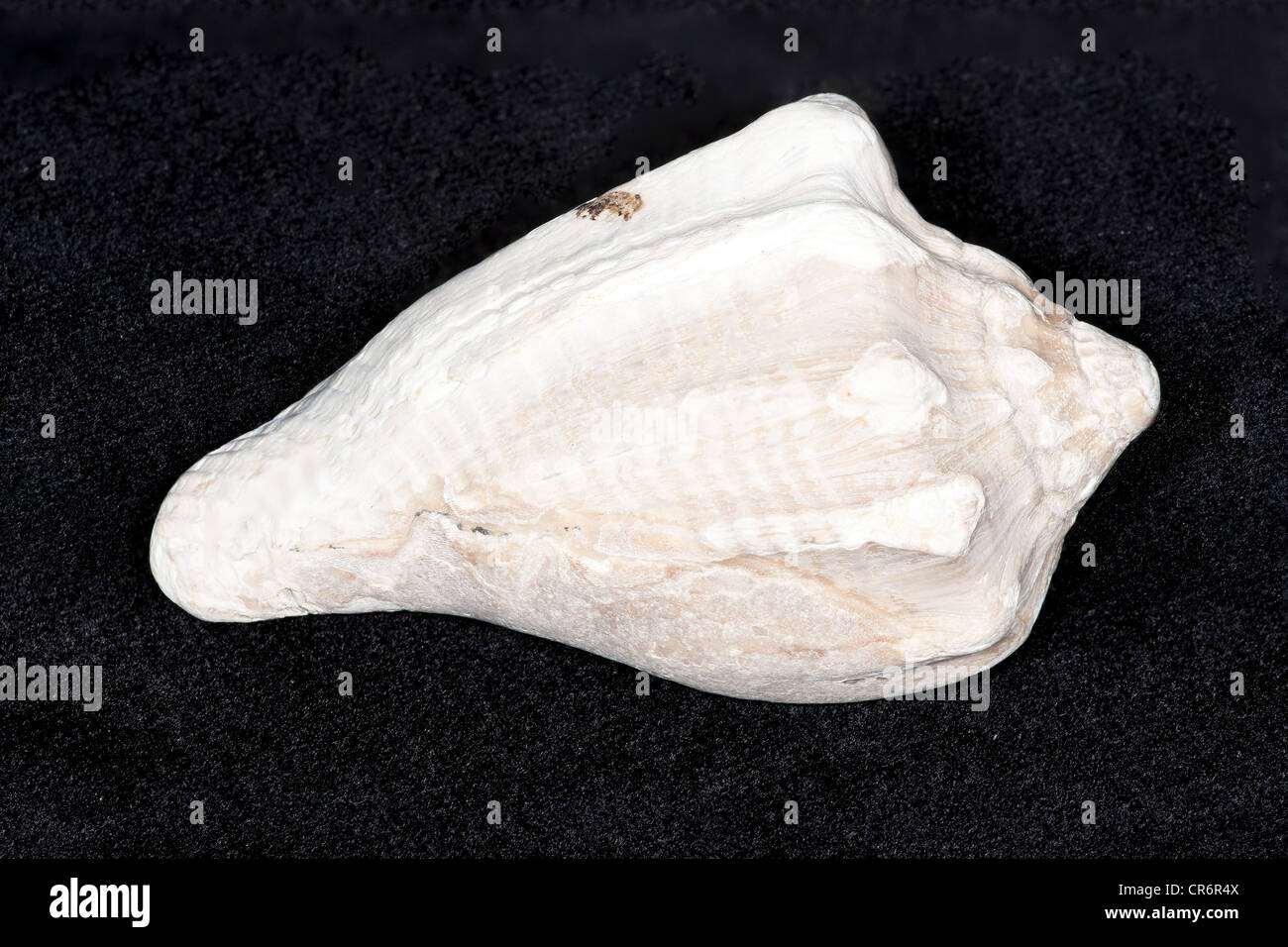 Eocene Fossil Gastropod Volutospina Luctator Collected Form The Barton Beds In 1981 Stock Eocene Fossil Gastropod Volutospina Luctator Collected Form The Barton Beds In 1981 Stock