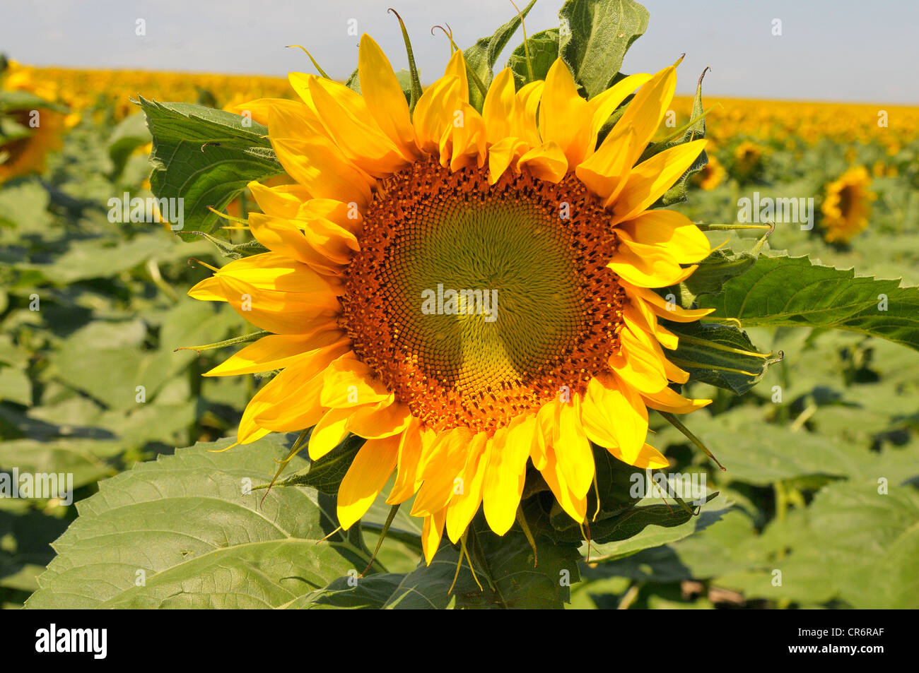 Yellow Sunflower field flower bright pattern South Dakota SD Stock