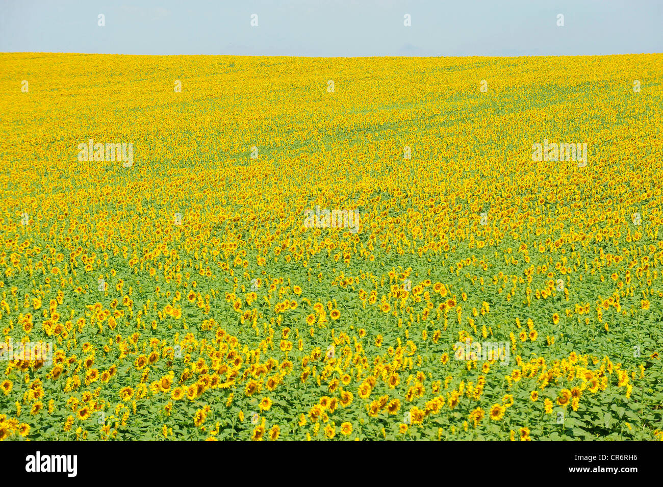 Yellow Sunflower field flower bright pattern South Dakota SD Stock