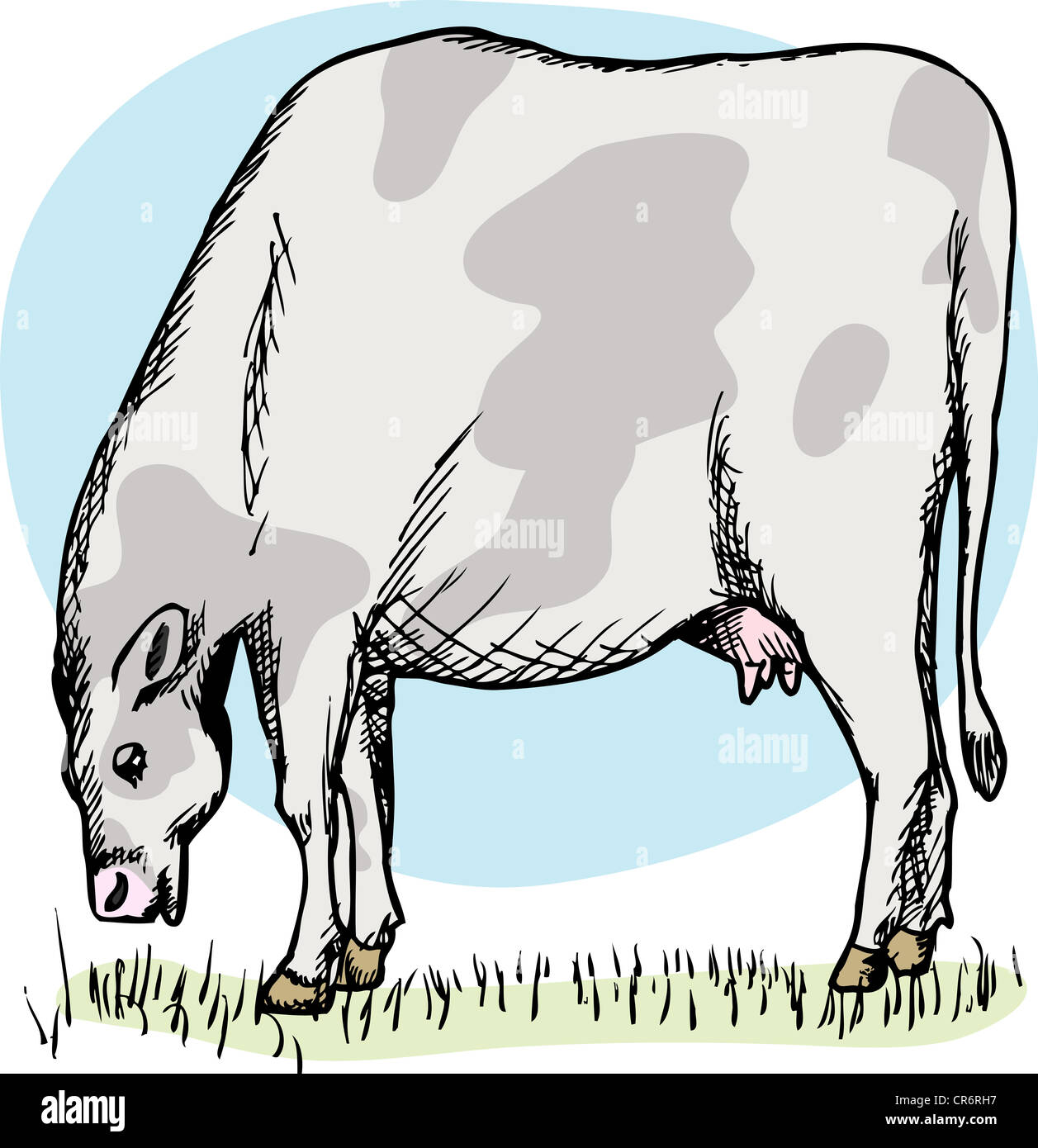 Illustration of cow grazing in a green field over white Stock Photo - Alamy