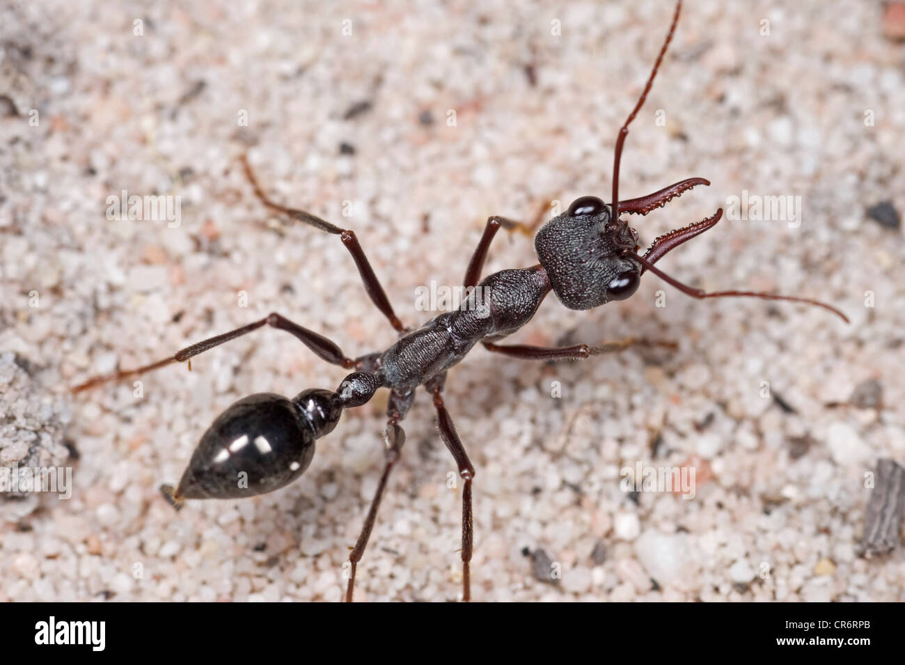 Australian Black Bull ant Stock Photo