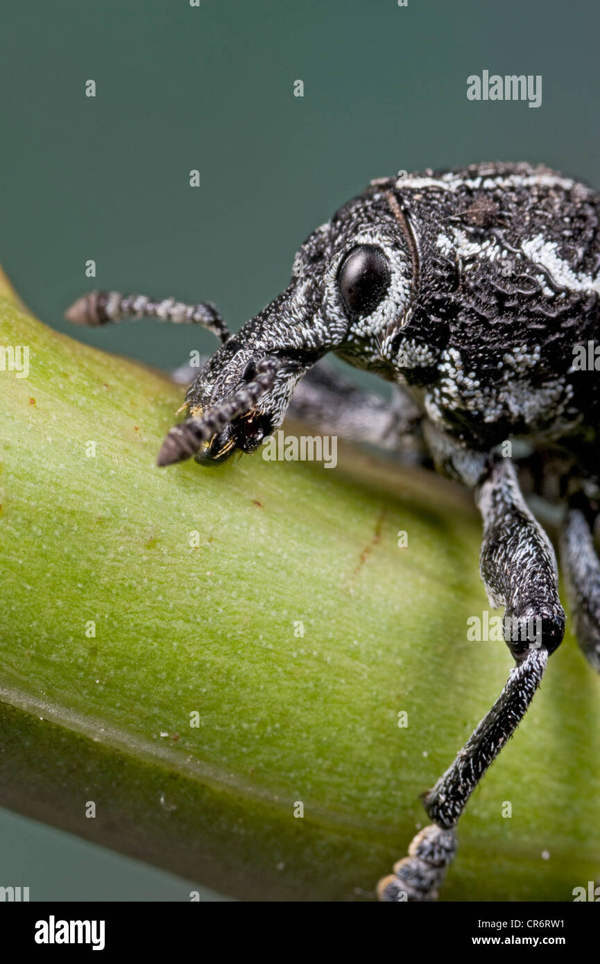 Botany Bay diamond weevil Stock Photo Alamy