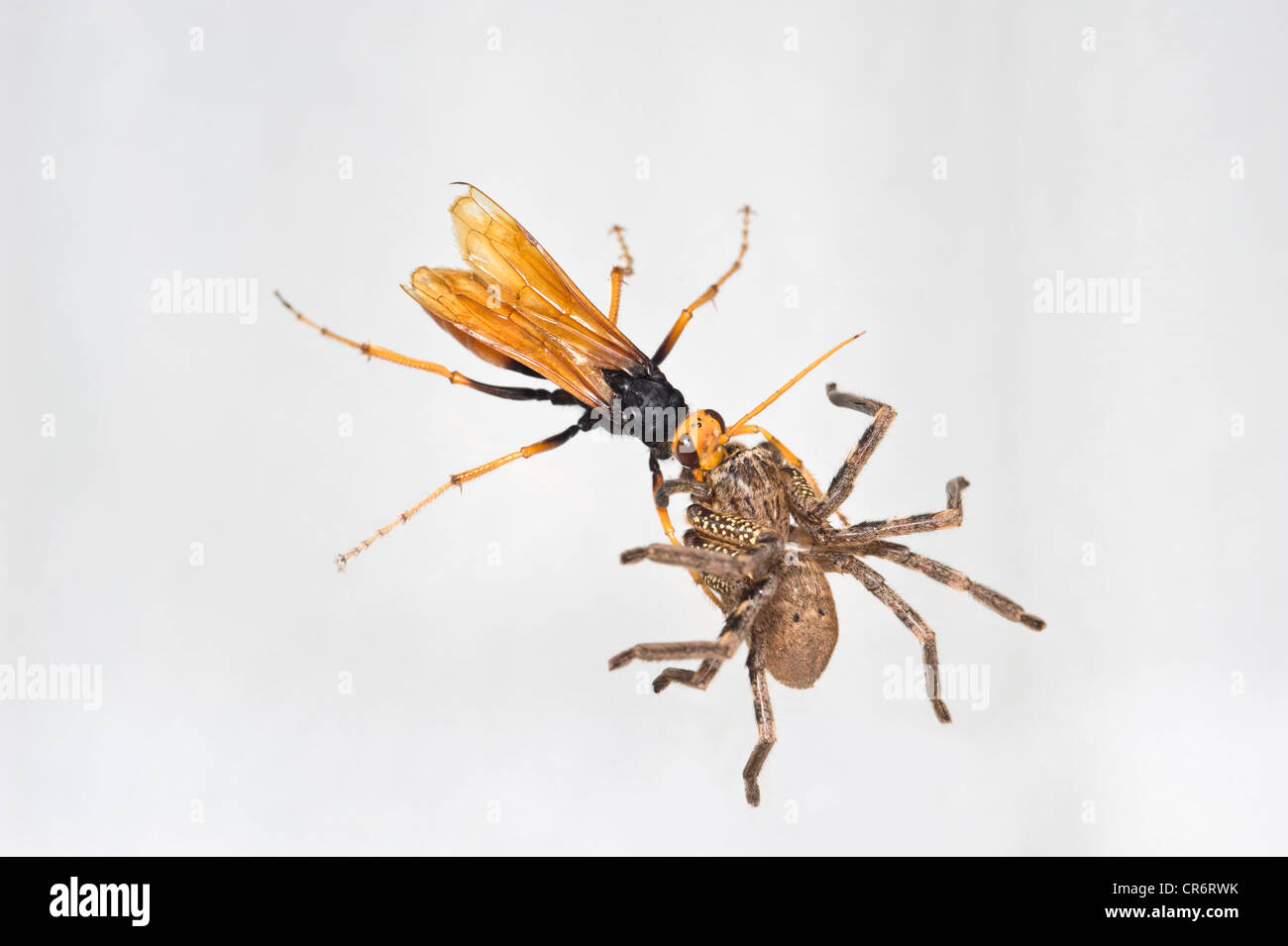 Spider hunter wasp dragging huntsman spider backwards up glass Stock Photo