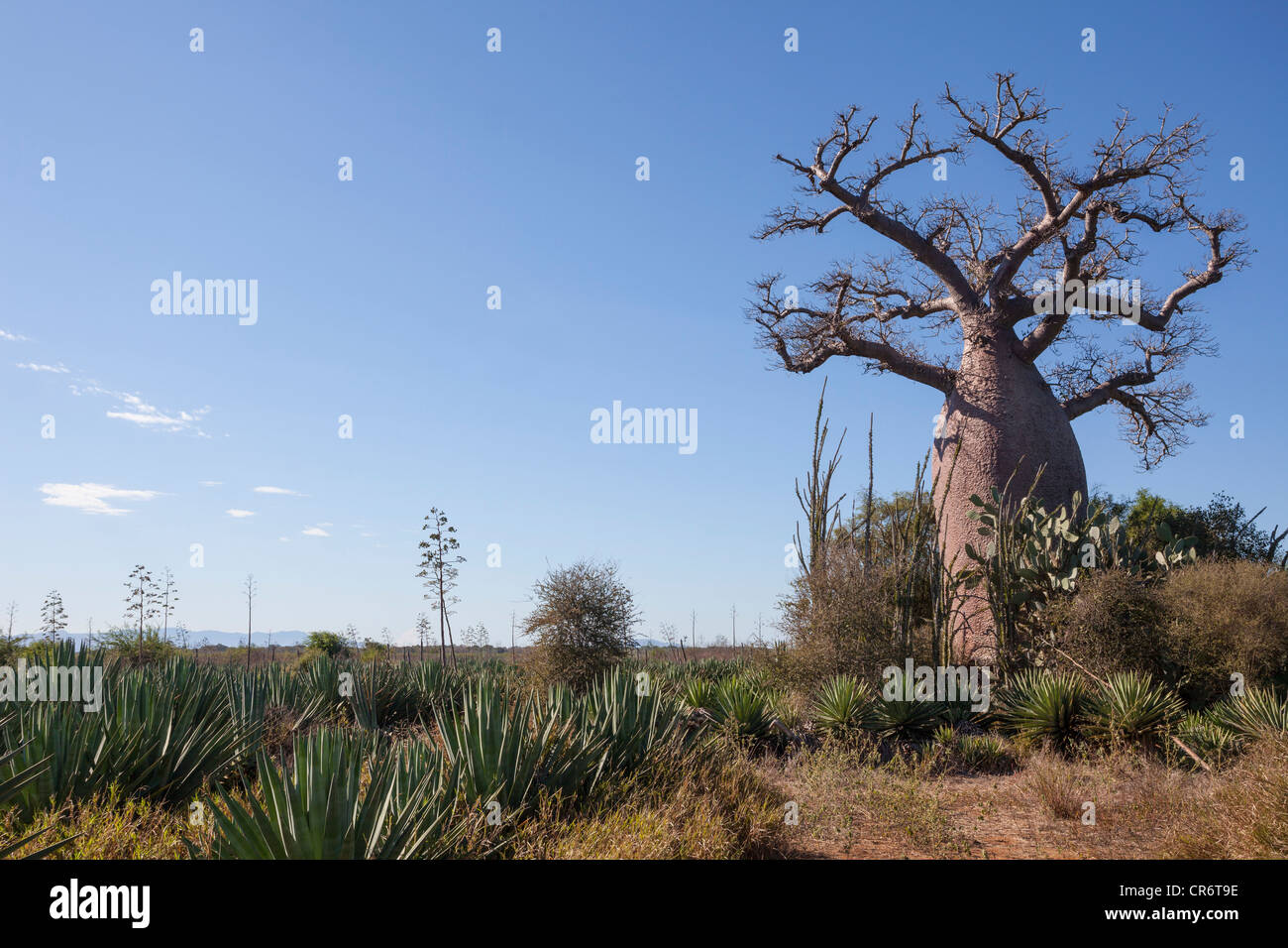 Baobab tree, Adansonia madagascariensis, Berenty region, southeast Madagascar Stock Photo