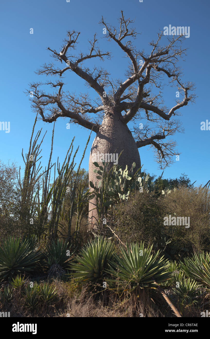 Baobab tree, Adansonia madagascariensis, Berenty region, southeast Madagascar Stock Photo