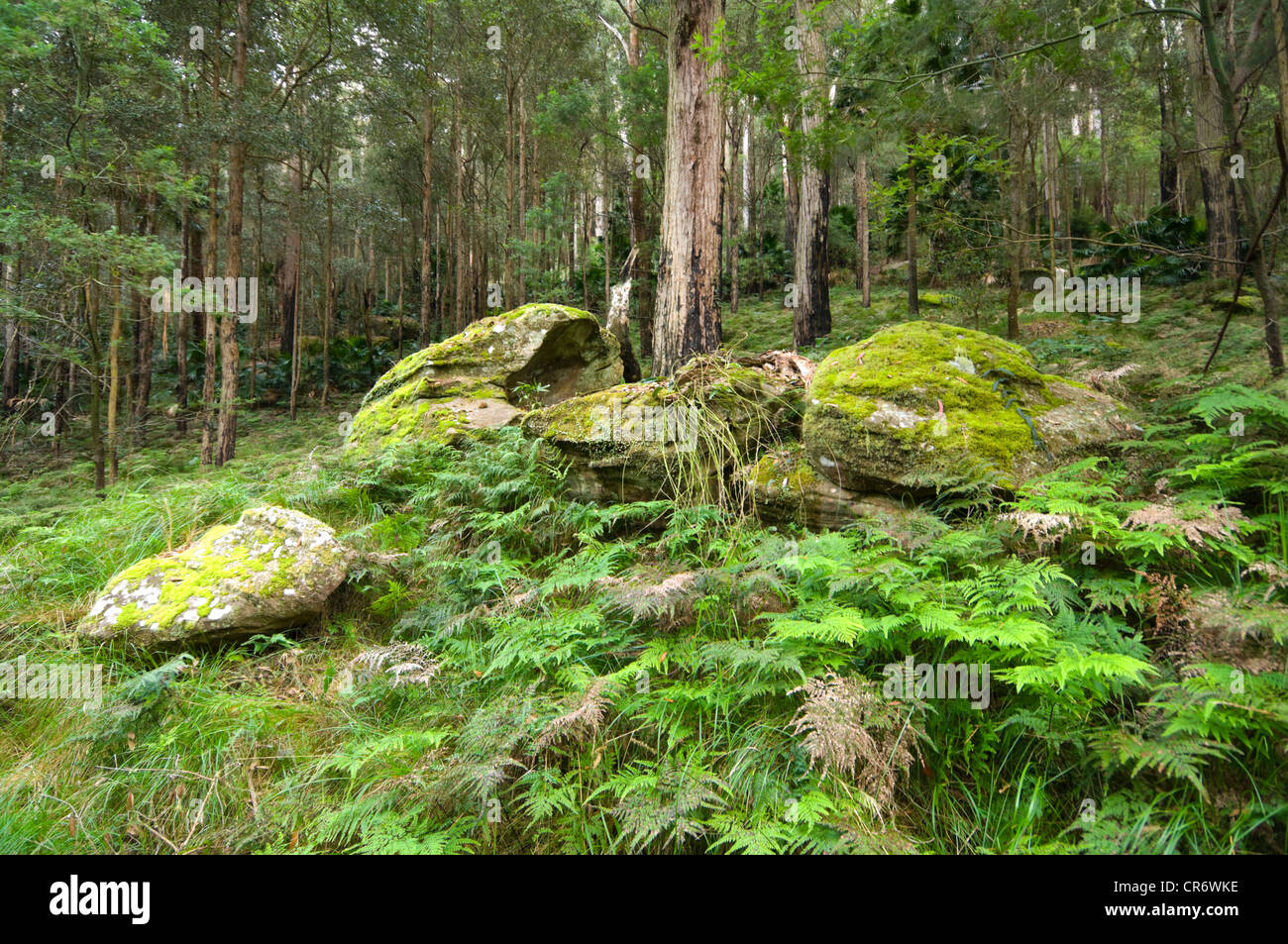 Rainforest at Bola Creek, Royal National Park, New South Wales, NSW, Australia Stock Photo