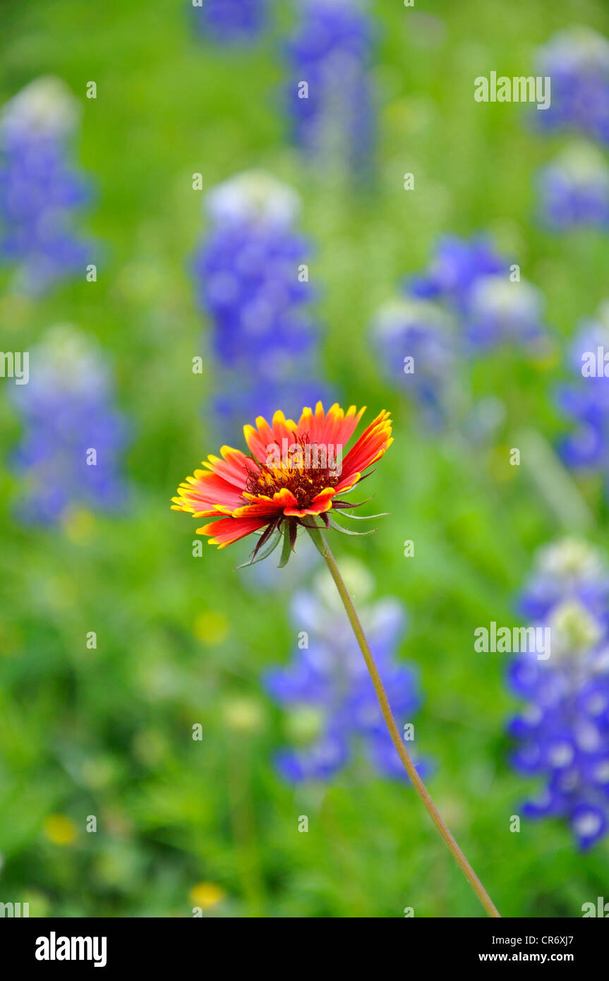 Texas hill country indian blanket hires stock photography and images