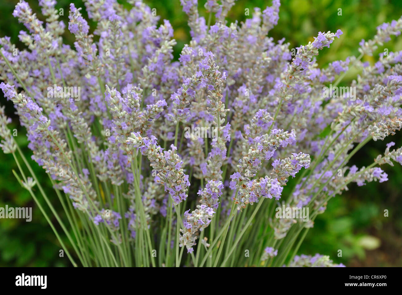 Herb garden - lavender Stock Photo