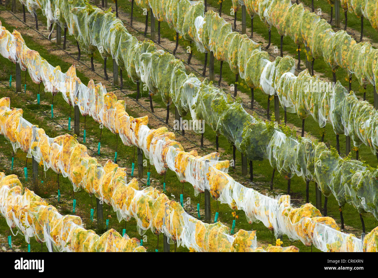 Netting on green and yellow vines, Mt Difficulty Vineyard, Bannockburn