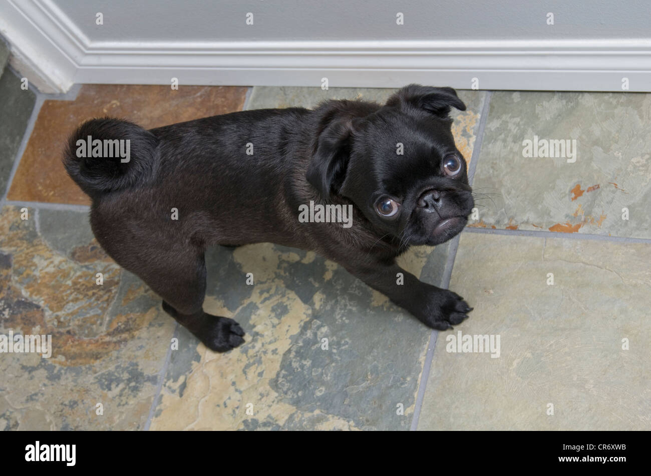 A 5 month old black Chinese pug puppy walking on slate tile Stock Photo