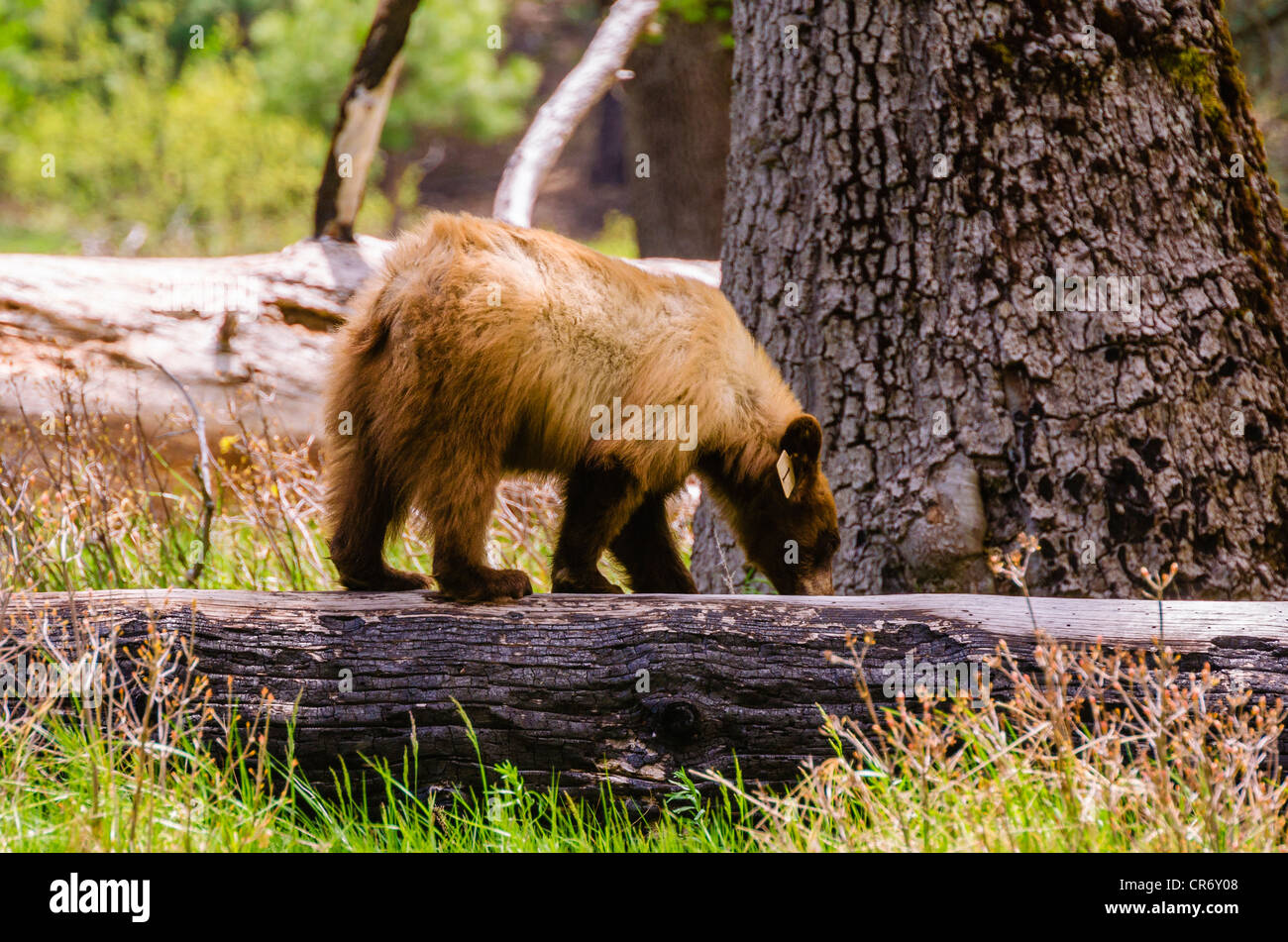 Black bears yosemite national park usa hires stock photography and