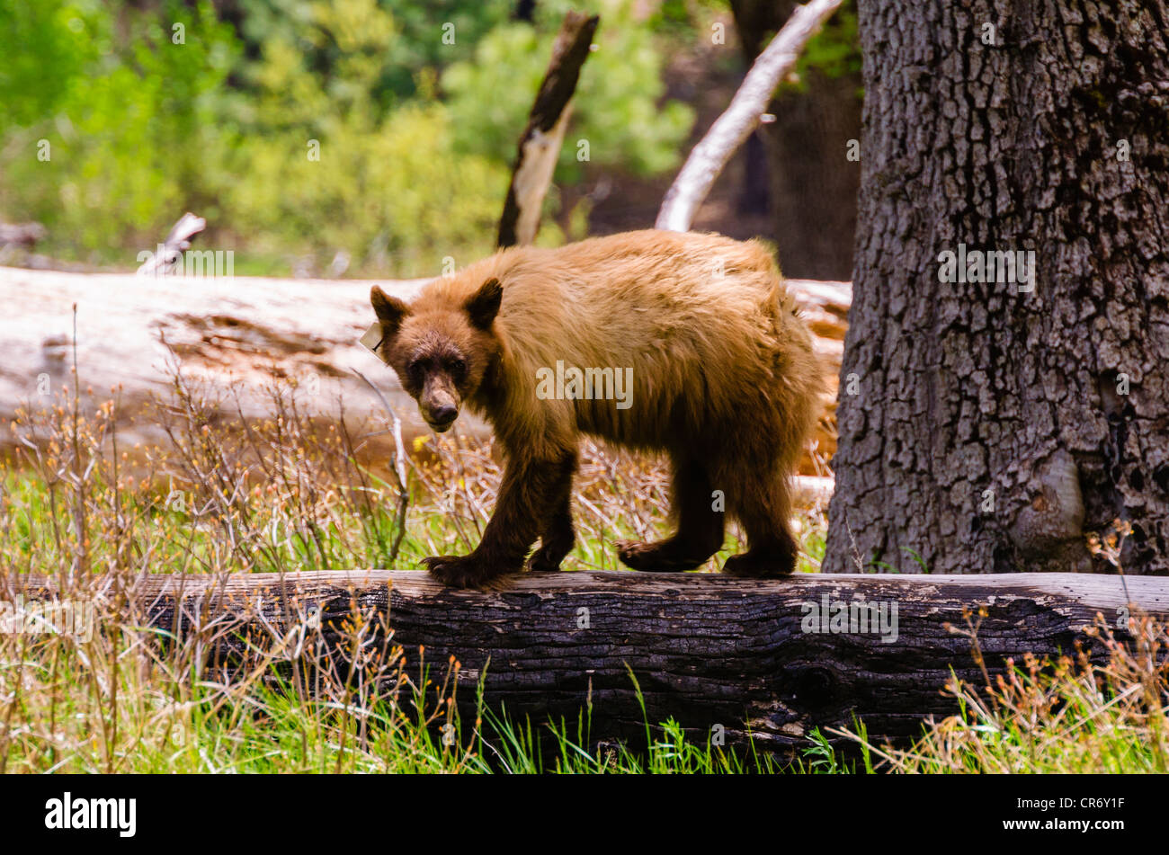 Black bear, Yosemite Valley, Yosemite National Park, California USA