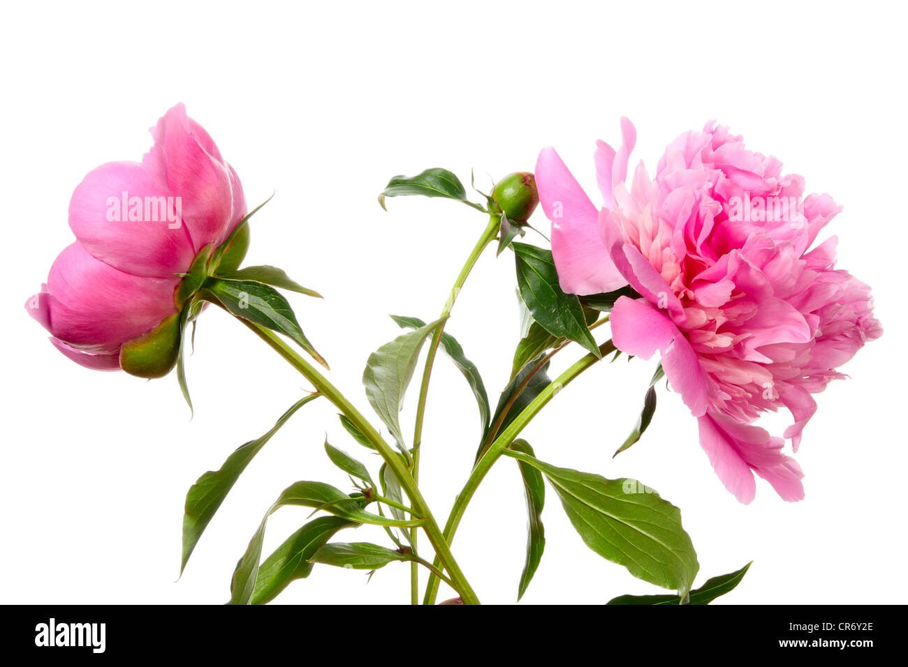 Peony. Pink flowers isolated on white Stock Photo