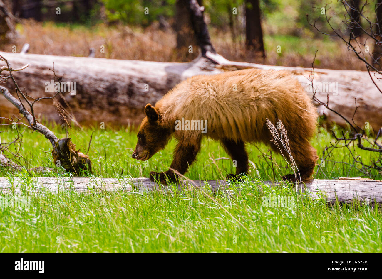 Black bear, Yosemite Valley, Yosemite National Park, California USA