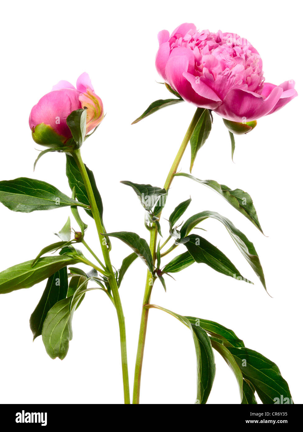 Peony. Two pink flowers isolated on white Stock Photo