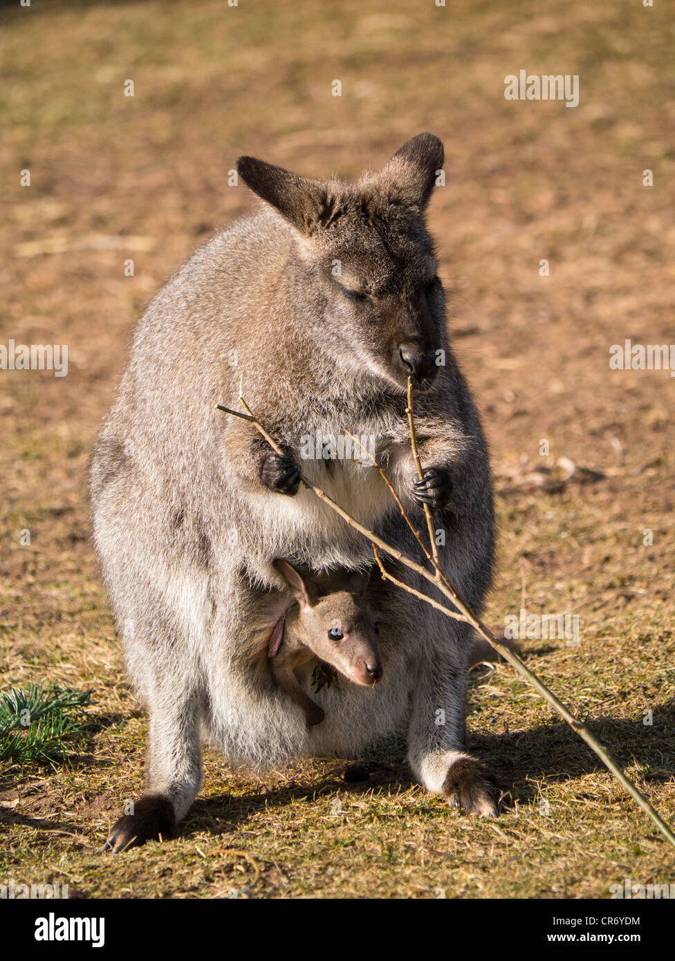Red-necked Wallaby or Bennett's Wallaby (Macropus rufogriseus), Erfurt Zoo, Thuringia, Germany, Europe Stock Photo