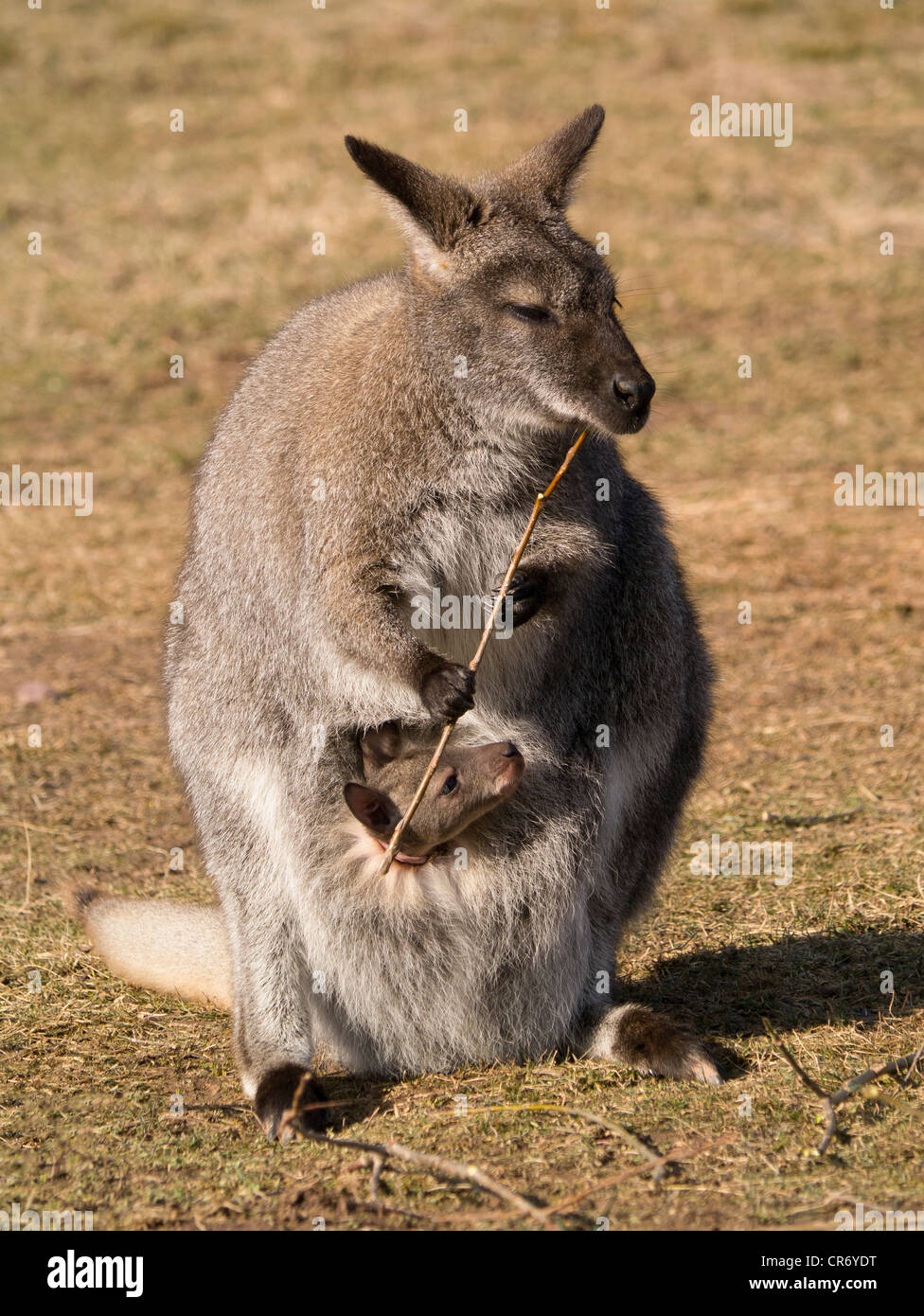 Red-necked Wallaby or Bennett's Wallaby (Macropus rufogriseus), Erfurt Zoo, Thuringia, Germany, Europe Stock Photo