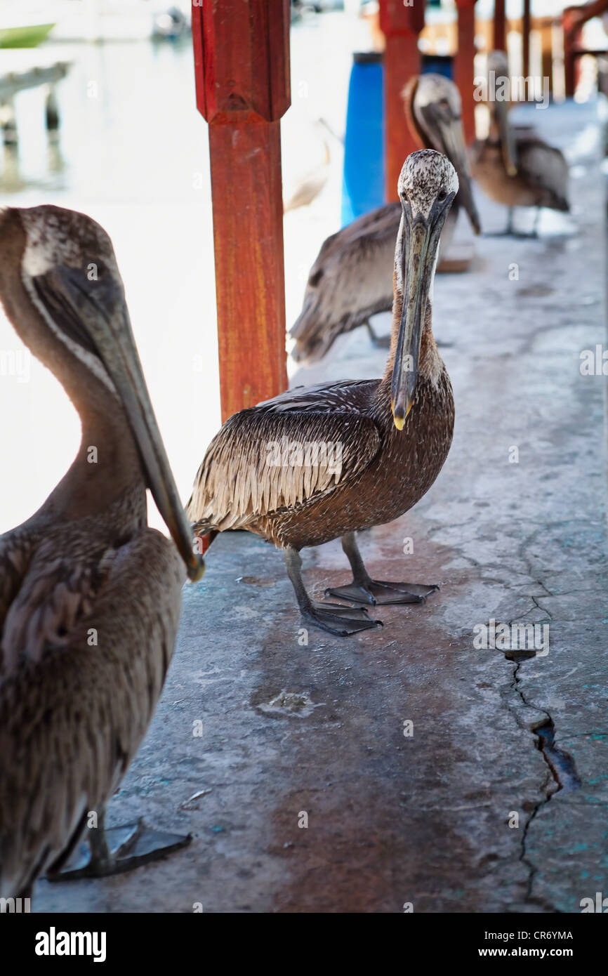 Pelicans Waiting on a Covered Jetty, Playa De Ponce, Puerto Rico Stock Photo