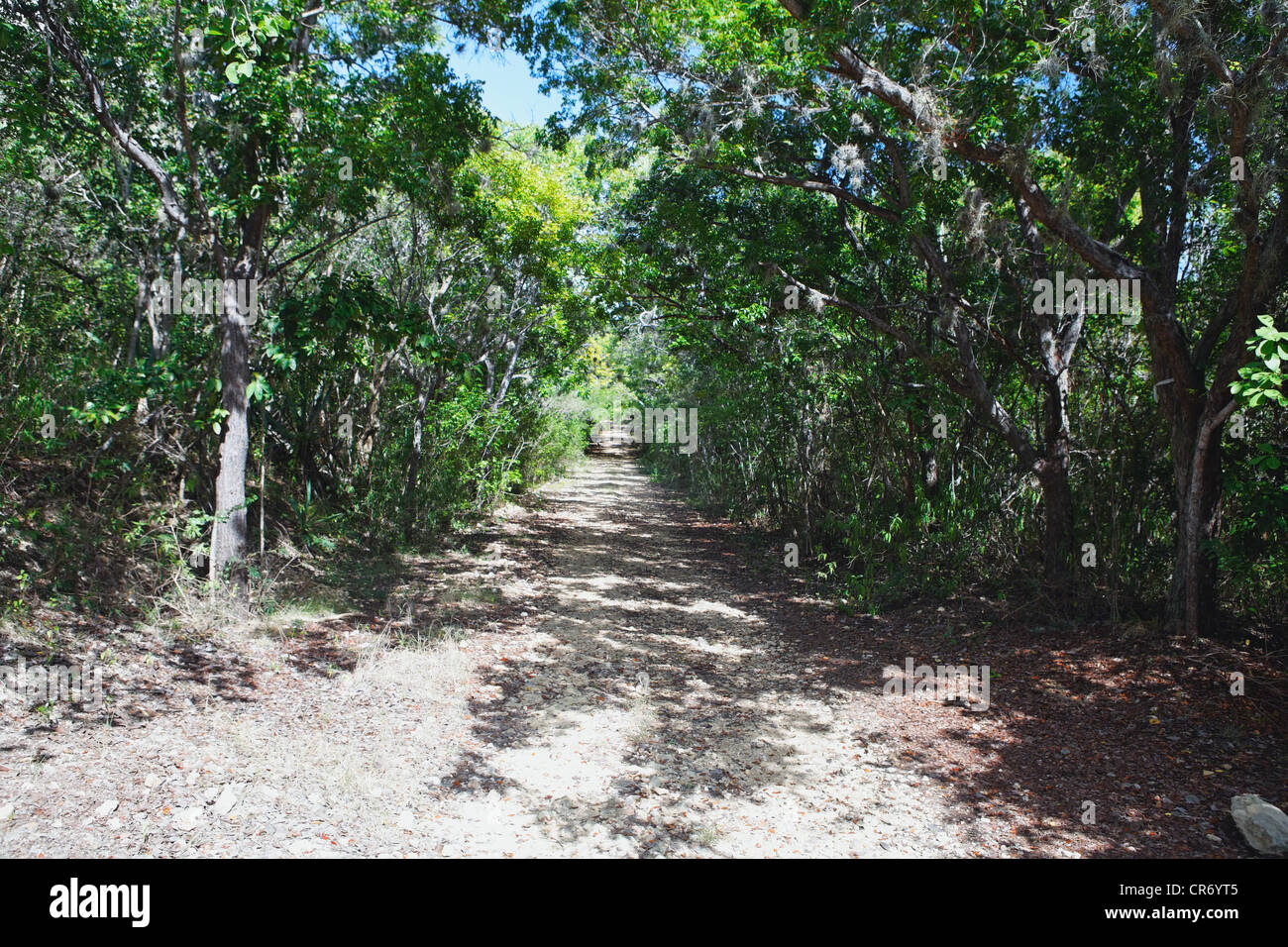 Hiking Path in the Guanica Dry Forest, Puerto Rico Stock Photo